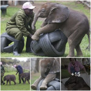 Triumph Over Adversity: Thriving Stories of Two Rescued Elephant Calves in Zimbabwe