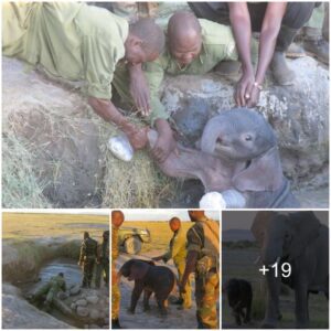 Rising from the Waterhole: DSWT's Heartwarming Triumph in Rescuing and Reuniting a Baby Elephant