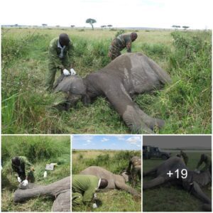 Revived and Rescued: DSWT's Elephant Emergency Care in Mara Triangle Unveils a Conservation Triumph