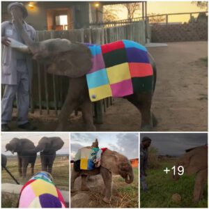 Khanyisa's Canvas: Revealing the Symbolism Behind the Baby Elephant's Vibrant Blanket