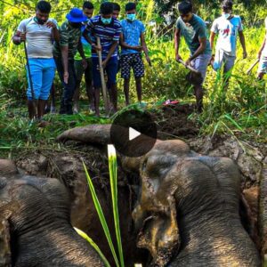 Incredible Rescue: Unyielding Team Efforts Save the Life of an Elephant Trapped in a Pit