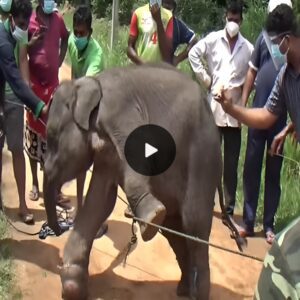 Urgent Aid: Elephant Liberated from Snare Gratitude, A Tale of Swift Community Compassion