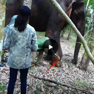 The mіrасle of elephants being rescued: Elephants were found in bаd condition and rescued in time