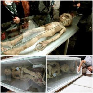 Startling Discoveries of Preserved Alien Bodies Shock China: Uncovering the Truth through Professional Chemical Preservation