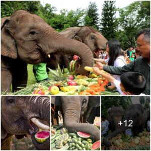 The Culinary Extravaganza of Elephants: Unraveling the Herbivorous Wonders and Unique Characteristics at the Elephant Culinary Festival