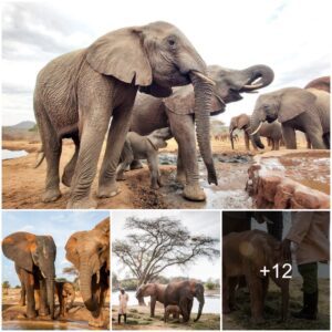 Mumo's Heartbreaking Journey: A Tragic Chapter in the Elephant Community of Tsavo