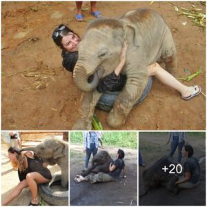 Heartwarming Connections: Young Elephant's Enchanting Hugs Bring Joy, Joined by Playful Visitors in the Elephant Conservation Sanctuary