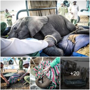 Taabu’s Triumph: A Resilient Calf’s Journey from Abandonment to Hope, A Grateful Acknowledgment to the KWS Rescue Team (Video)