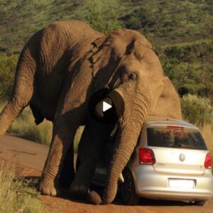 Roaring giant: Elephant's intense itching causes chaos at South African zoo, Collision with vehicle puts driver in danger