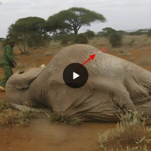 Rescue mission: Mobile veterinary unit protects the lone elephant in Amboseli park, healing the strange creamy pus wound with no solution