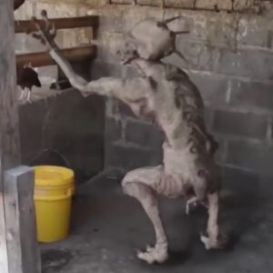 People are scared when they catch a strange alien-like creature that makes goosebumps-inducing noises