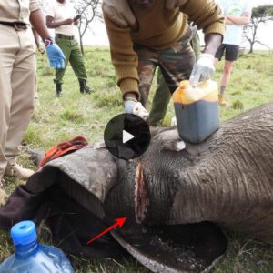 Gratitude in Action: Daring Rescue by SWT/KWS Safeguards Mara’s Young Elephant Calf from Lethal Snare Threat