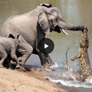 Maternal Courage: Fearless Elephant Mother Thwarts Crocodile Attack to Shield Calf in Zambia’s South Luangwa National Park