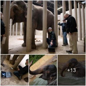 Columbus Zoo’s Asian elephant, Phoebe, is pregnant – The calf expected to be born this summer