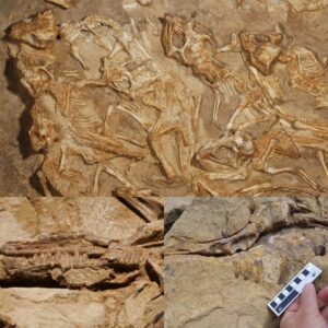 “Prehistoric Palate: Decoding Clues from a 120-Million-Year-Old Dinosaur Fossil and Ancient Culinary Artifacts”