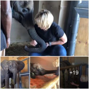 Rescue Chronicle: FENYA's Journey - From Elephant Calf Snare Victim to Freedom in Six Days (Video)