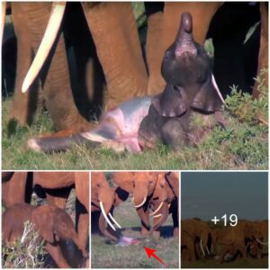 Captivating Moment: Elephant Herd Unites to Assist Mother in Giving Birth to New Calf – Touching Scene Unfolds (Video)