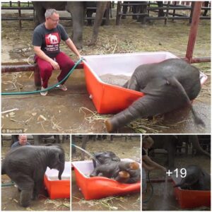 Video The baby elephant was so excited at the prospect of bathing that he jumped into the bathtub... then ran away with his trunk, so hilarious !