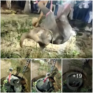 Miraculous Rescue: Wild Elephant Saved from Well After Intense 14-Hour Struggle in India (Video)