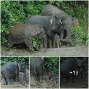 Touching Rescue: Mother Elephant Saves Baby Struggling on Muddy River Bank from Drowning