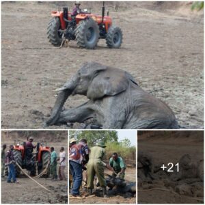 The baby elephant and mother elephant got stuck in the mud and sank quickly because they could not be separated. Supported and pulled up by surrounding people. The spreading story received a lot of appreciation from the online community...