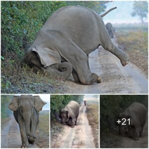 Mesmerizing Moment: Indian Elephant Buries Its Head in Verge, Delighting in Mud Bath (Video)