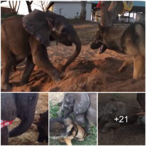 Unexpected Bond: Baby Elephant Finds Unlikely Friendship with a Dog After Being Rejected by Herd (Video)