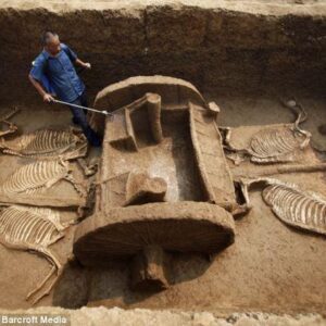 Amazing Archaeological Discoveries: Horse and Chariot Artifacts in an Ancient Chinese Tomb