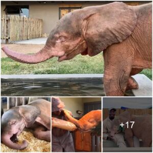 Inspiring Journey: Albino Baby Elephant Trapped in Snare Captivates the World with Remarkable Recovery (Video)