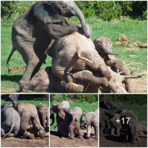 Playful Scene: Baby Elephants Engage in Rough Play, Prompting Mother's Intervention