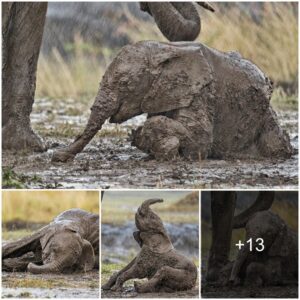 Young calf asked the elephant for help to stand up after he slipped in the dirt after a rain deluge