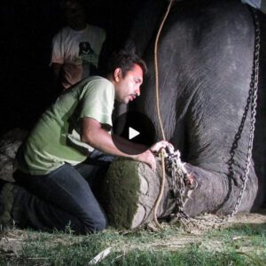 Tears of Relief: Weeping Elephant Liberated from Abusive Owners, No Longer in Sorrow