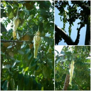 The mysterious tree has a fruit shaped like a naked girl that only vibrates when men touch it