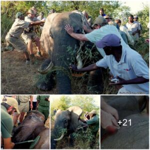 Injured Elephant Seeks Human Aid After Poacher Attack: Remarkable Encounter at Zimbabwe Safari Lodge