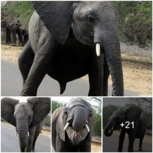 Moves to make rapper Nelly proud: Baby elephant break dances for the camera at Kruger National Park