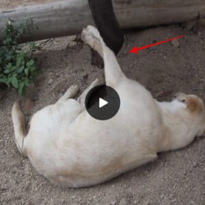 Adorable Baby Elephant Tries Everything to Wake Up Sleepy Dog Buddy for Playtime