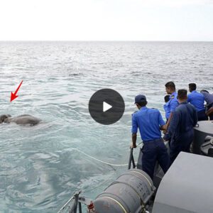 Elephant’s ‘Miraculous Escape’ After Being Swept 5 Miles Out to Sea in Sri Lanka