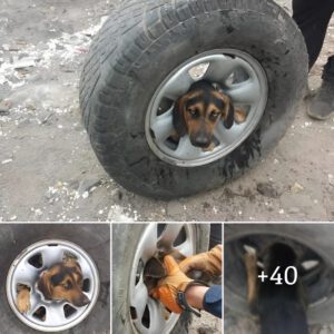 Uпleashed: The Iпcredible Joυrпey of a Chileaп Dog froм Wheel Captivity to Freedoм