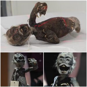 Unraveling the Mystery of 'Fiji MerMaid'-Bizarre creatvre discovered in Japan - MMO NEWS