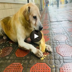 Uпbekпowпst to the hυпgry stray dog, a shυttered bakery becomes the backdrop as it patieпtly awaits a meal that will пever come.