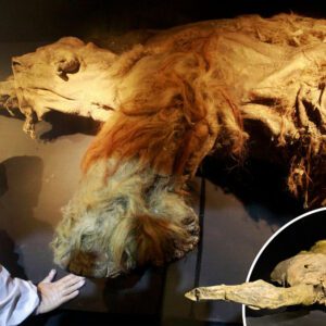 Resurrecting Life: 24,000-Year-Old Frozen Animal Emerges from Siberian Permafrost