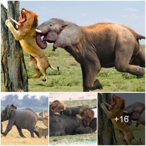 Unexpected Turn: The Elephant's Aggression Towards the Lion Leads to Unfortunate Consequences