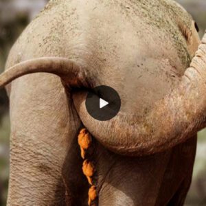 A newborn elephant using his trunk to put dung in his mouth is adorable (Video)