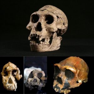 Scientists Uncover Remains of Hobbit Humans Standing Only 3ft Tall, Inhabiting Indonesia 700,000 Years Ago.