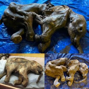 Baby Mammoth Mummy from 30,000 Years Ago Found in Canadian Gold Fields.