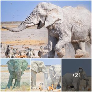 The Sacred Global Sanctuary of White Elephants: Honoring their Revered Presence Worldwide