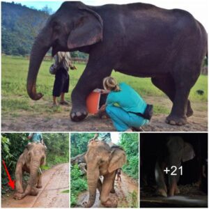 A rescued and treated elephant found freedom after 20 years of being abused and exploited by the chains of his cruel owner.