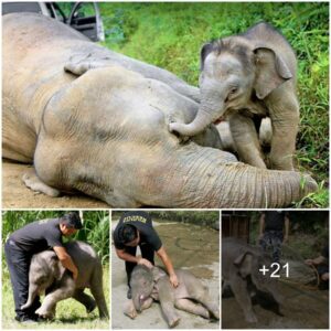 A Heartwarming Story: Baby Elephant Discovers Love and Joy with Foster Mother Through Challenges