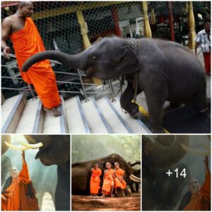 Elephant Companionship with the Monk for Spiritual Practice: Lessons in Compassion from Noteworthy Actions of Elephant Jaya within the Wildlife Sanctuary