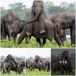 Rare and Playful Sight: Adorable Elephant Calf Climbing Onto a Friend on a Heartwarming Playdate